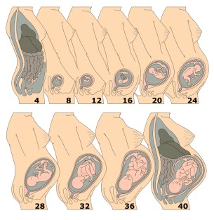 crecimiento del feto en el útero. infografía